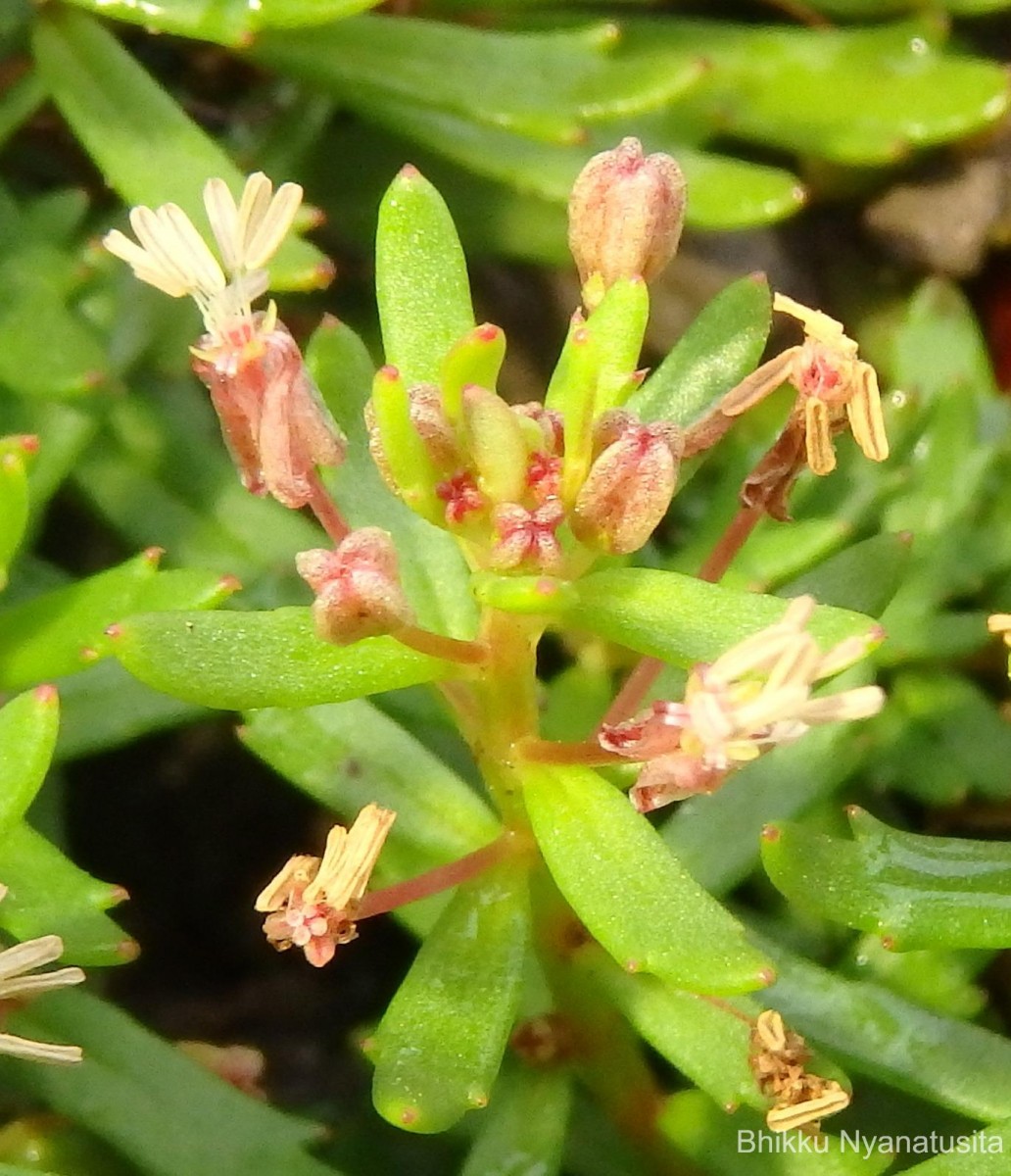 Laurembergia coccinea (Blume)